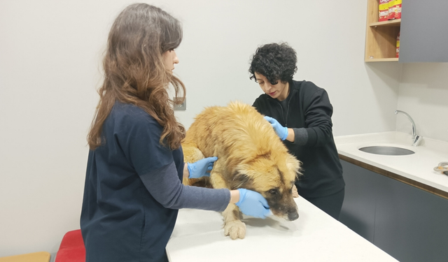 Manisa'daki selde kurtarılan 3 köpek, Bursa'da tedaviye alındı