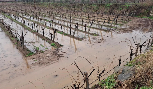 Sarıgöl'de sağanak yağış çiftçilere “Can Suyu” oldu