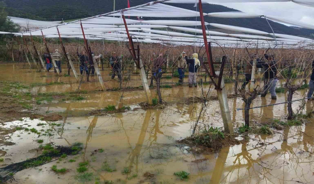 Sarıgöl’de göle dönen üzüm bağlarında zorlu budama çalışması