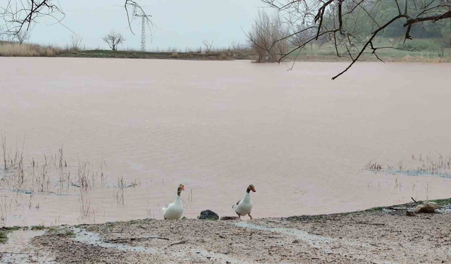 Yağışlar Manisa’da doğayı canlandırdı: Kuruyan Sülüklü Göl yeniden hayat buldu