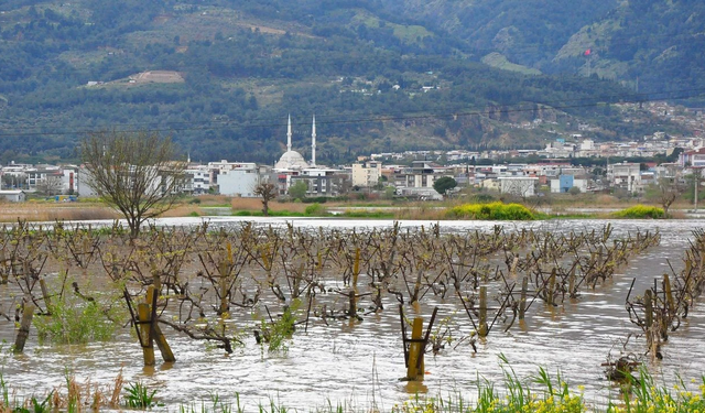 Gediz taşkını Manisa bağlarını tehdit ediyor