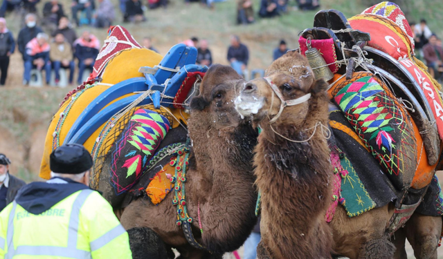 Turgutlu’da deve güreşleri için geri sayım başladı
