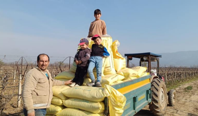 Sarıgöl bağlarında kışlık gübreleme çalışmaları başladı