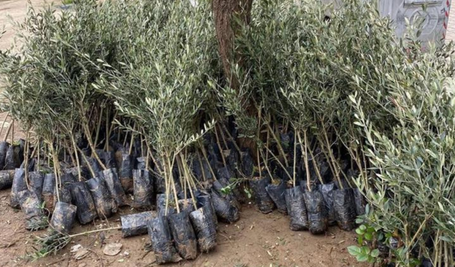 Sarıgöl’de Trilye zeytin fidanına yoğun ilgi: 4 bin fidan toprakla buluşuyor
