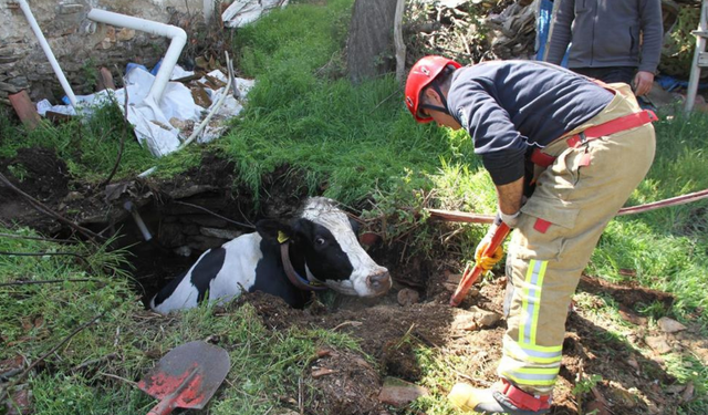 Kula’da kuyuya düşen gebe inek kurtarıldı