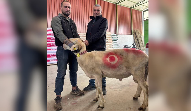 Sarıgöl’de kurbanlık pazarı hareketlendi
