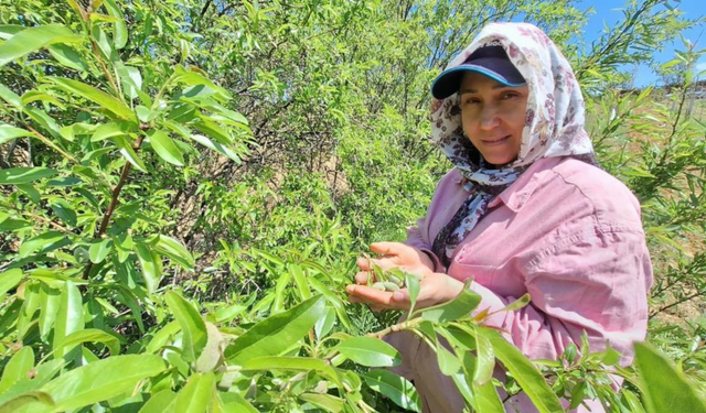 Sarıgöl’de Çağla tezgâhlarda: Fiyatlar 150 liradan başlıyor