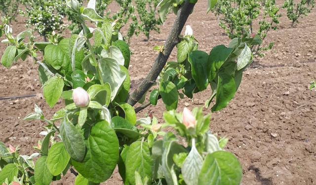 Manisa’da üreticilere kritik uyarı: Ateş yanıklığı riski