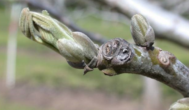 Salihli'de ceviz üreticilerine  antraknoz uyarısı: İlaçlama zamanı başladı