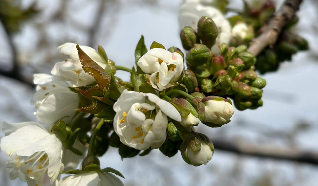 Salihli’de ‘Monilya’ alarmı: Üreticilere kritik uyarı