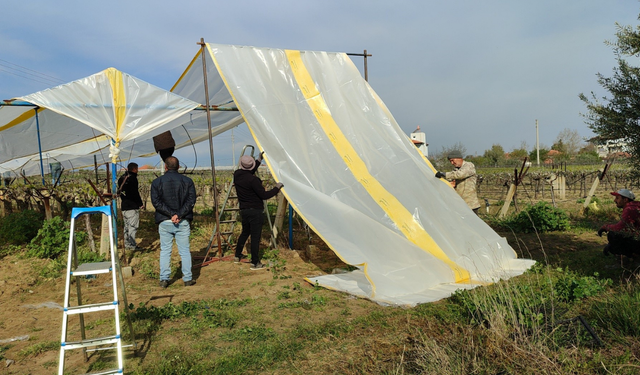 Sarıgöl’de bağlar yeni sezona hazırlanıyor