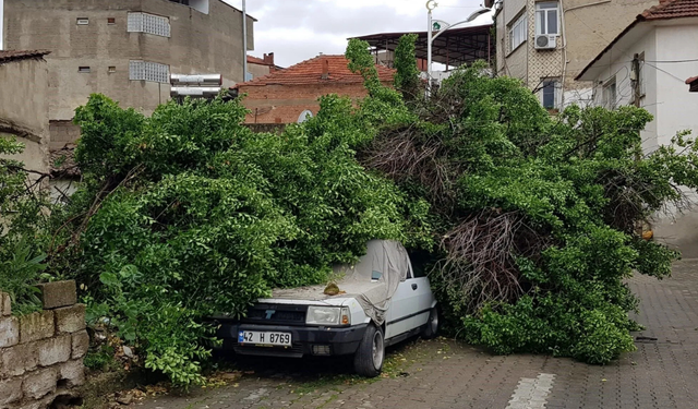 Manisa’da asırlık ağaç arabanın üstüne devrildi