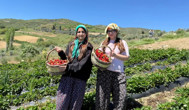 Manisa'da gençler tarlaya indi, çilek hasadı yaptı
