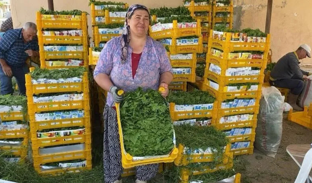 Manisa’da asma yaprağı üreticinin erken gelir kapısı oldu