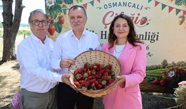 Osmancalı çileğinde sezon coşkusu: İlk hasat şenlikle başladı