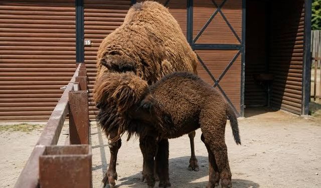 Soma’da yasa dışı hayvan ticareti operasyonu: 61 yaban hayvanı ele geçirildi