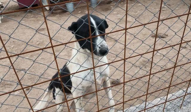 Manisa Hayvan Yaşam Merkezi için destek çalışması başlatılıyor