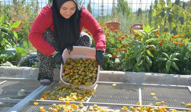 Manisa’nın 138 yıllık eriği kurutularak yıl boyunca sofralara ulaşıyor
