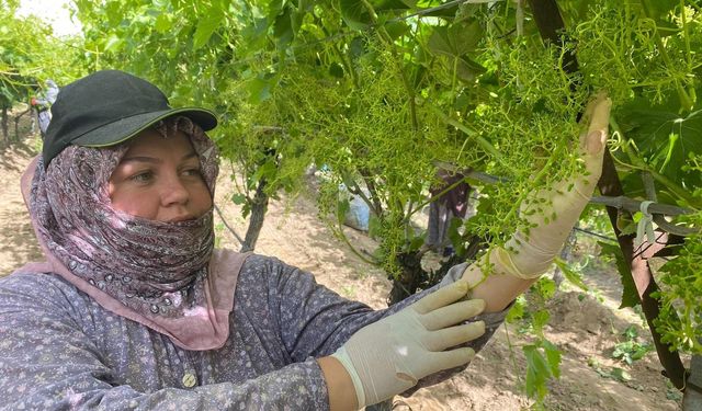 Manisa'da ağaçta mahsur kaldı