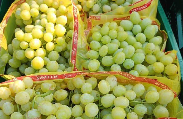 Sarıgöl'de erkenci üzümler için hasat süreci başladı