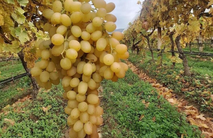Sultaniye üzümleri Aralık ayında ilk günkü gibi taze