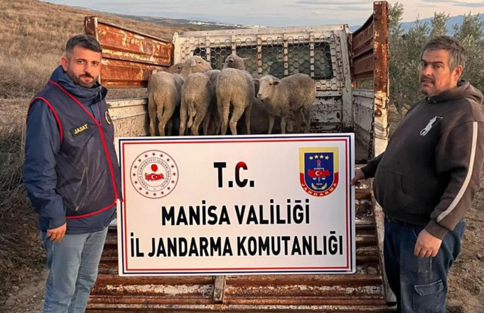 Jandarma müdahalesiyle kayıp koyunlar Manisa’da sahiplerine kavuştu