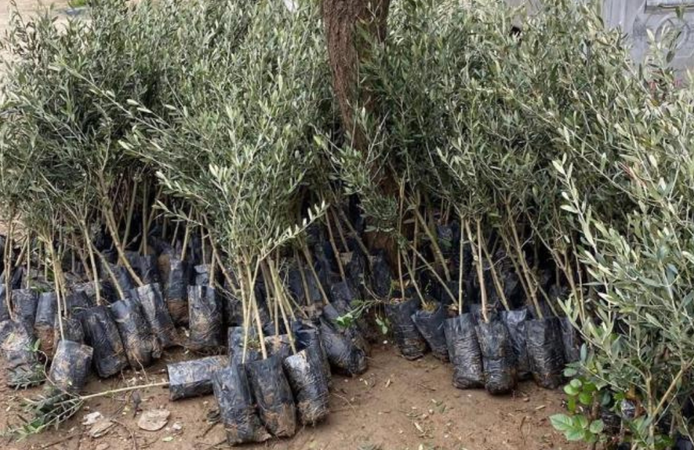 Sarıgöl’de Trilye zeytin fidanına yoğun ilgi: 4 bin fidan toprakla buluşuyor