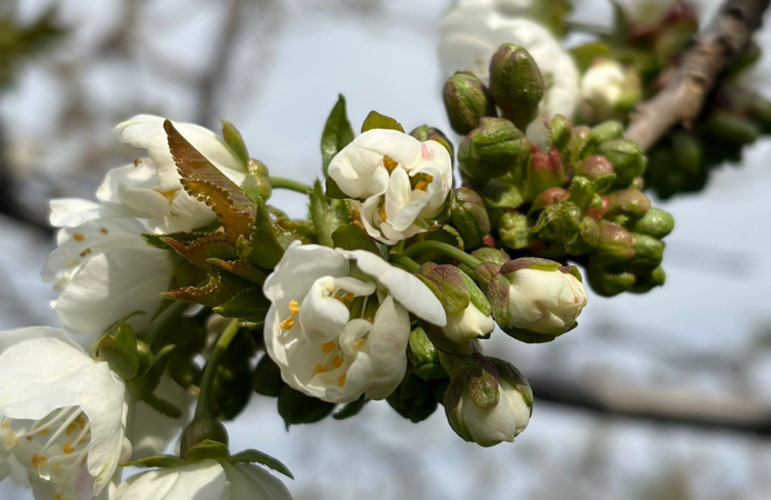 Salihli’de ‘Monilya’ alarmı: Üreticilere kritik uyarı