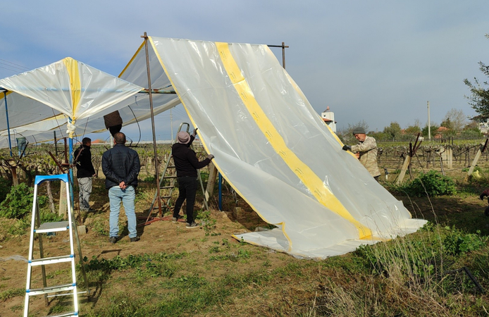 Sarıgöl’de bağlar yeni sezona hazırlanıyor