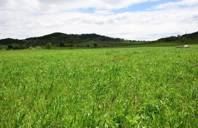 Büyükşehir’in toprakla buluşan tohumları yeşerdi
