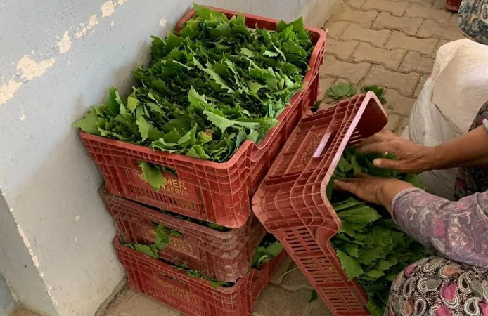 Sarıgöl'de bağ yaprağı hasadı hız kesmiyor! Fiyatlar 35-40 lira arasında