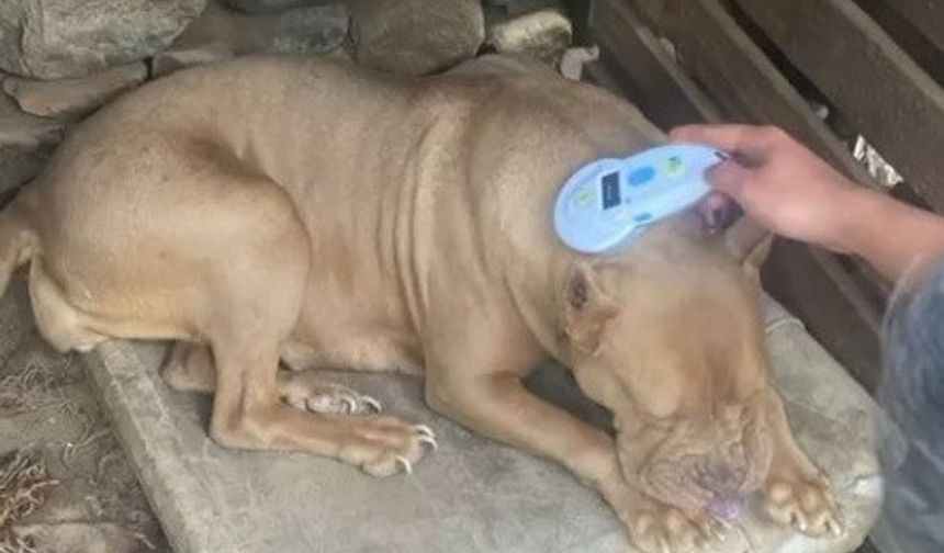 Salihli'de Pitbull besleyenlere ağır ceza