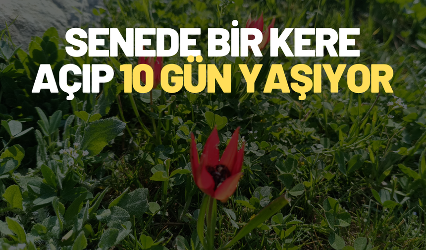 Manisa'nın sembolü Manisa laleleri Spil Dağı Milli Parkında açmaya başladı