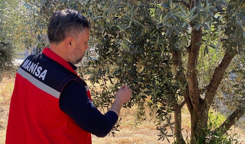 Manisa'da Zeytin üreticilerine uyarı!
