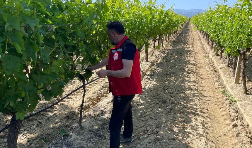 Manisa'da pestisit denetimi başladı