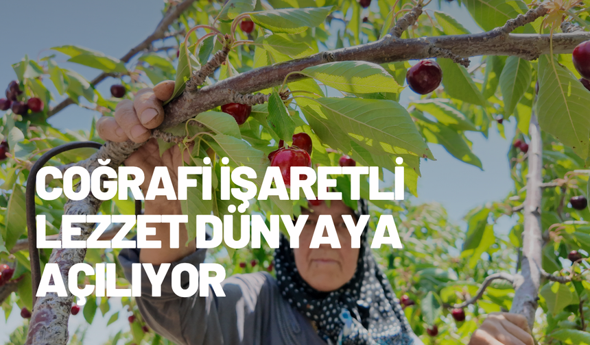 Demirci’de kiraz hasadı başladı: Coğrafi işaretli lezzet dünyaya açılıyor