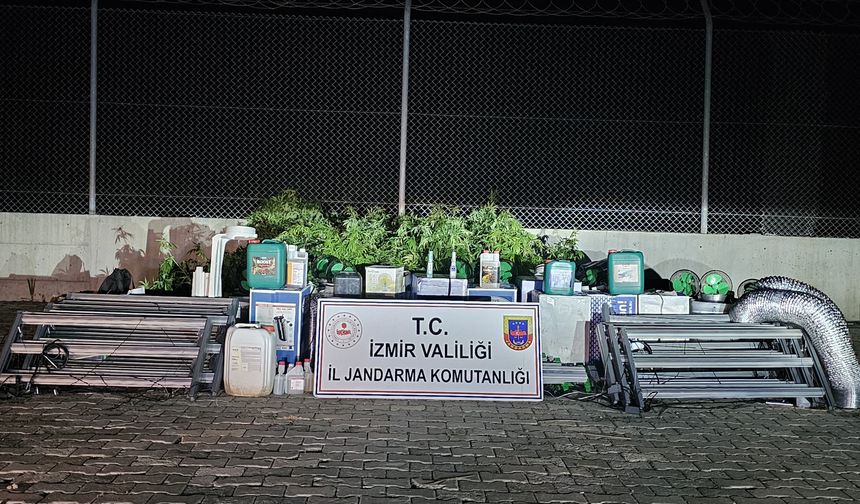 İzmir’de operasyon: 183 kök ele geçirildi