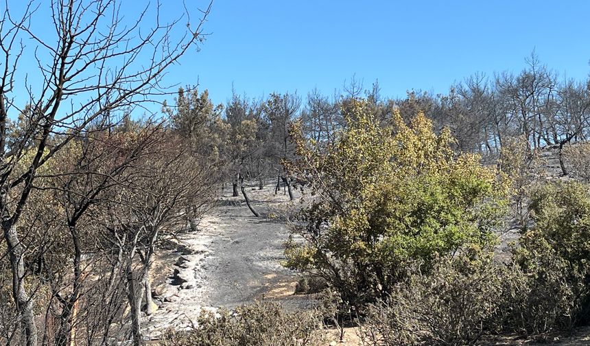 İzmir’de 21 saatlik mücadele... Yangın kontrol altına alındı