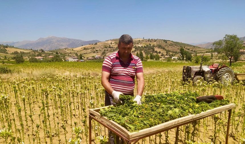 Sarıgöl’de tütün kırımı mesaisi!