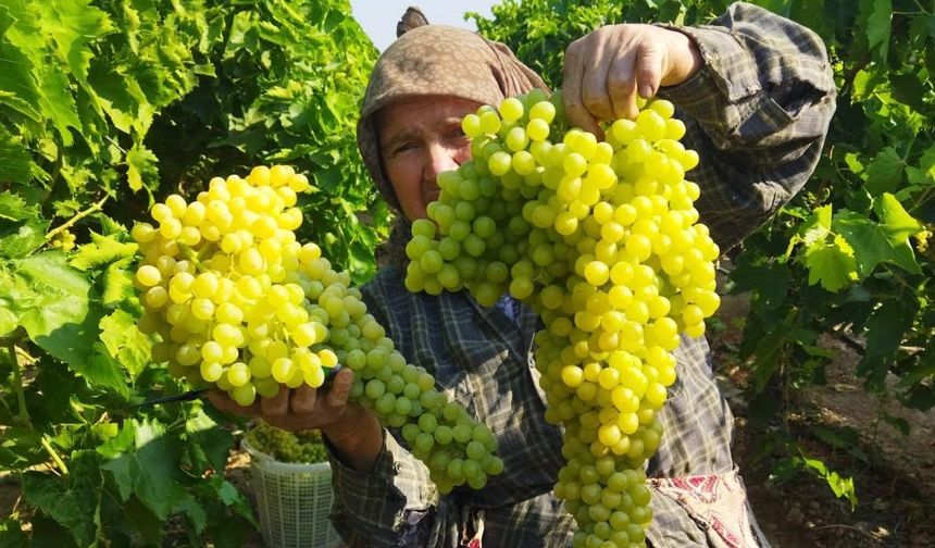 Manisa Sarıgöl'de üzüm hasadı başladı!