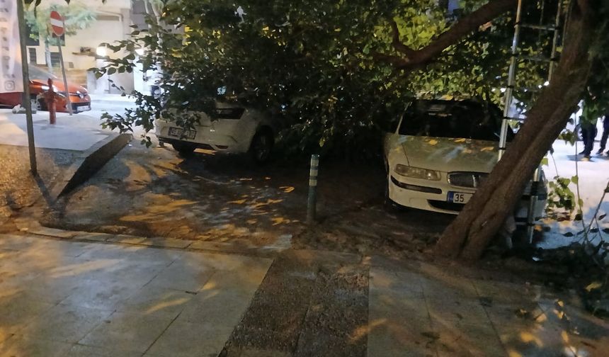 Manisa'da asırlık dut ağacı ikiye ayrıldı, araçlar altında kaldı