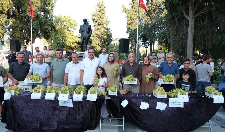 Manisa'da Sultani üzüm yarışması