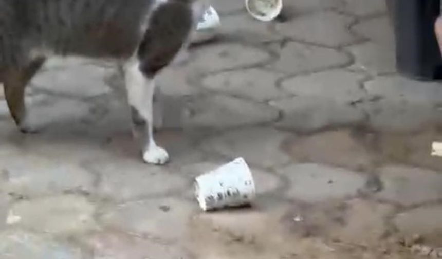 İzmir'de sokaklara çıkan fare kediden böyle kaçtı, esnaf spiker edasıyla anlattı