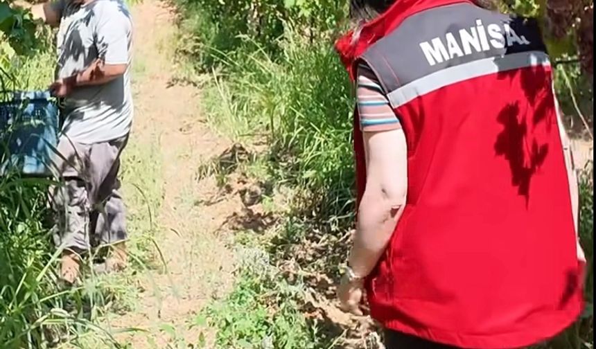 Manisa'da yasaklı ilaç Kullanımı tespit edilen üzümler imha edildi