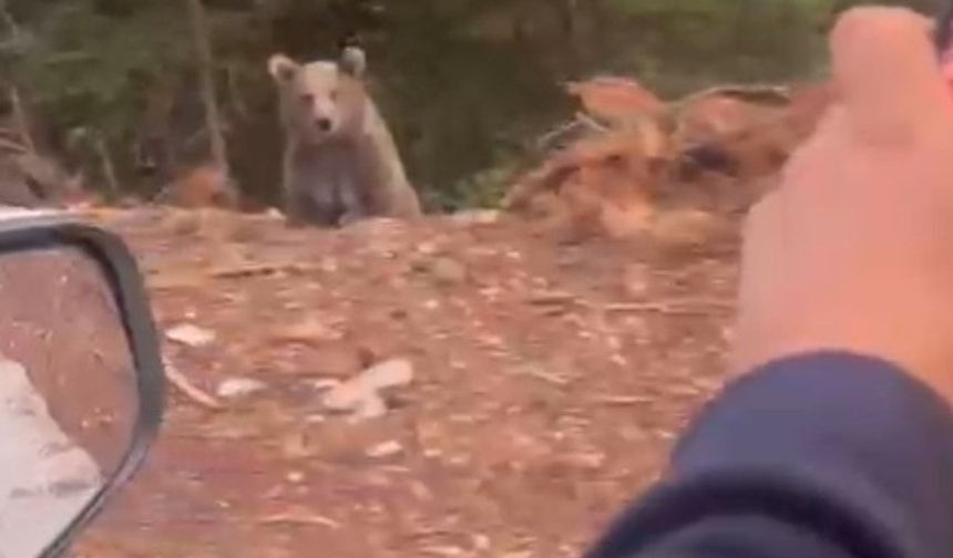 Ayıyla ilginç sohbet: Selamın aleyküm kanka, cips vereyim mi?