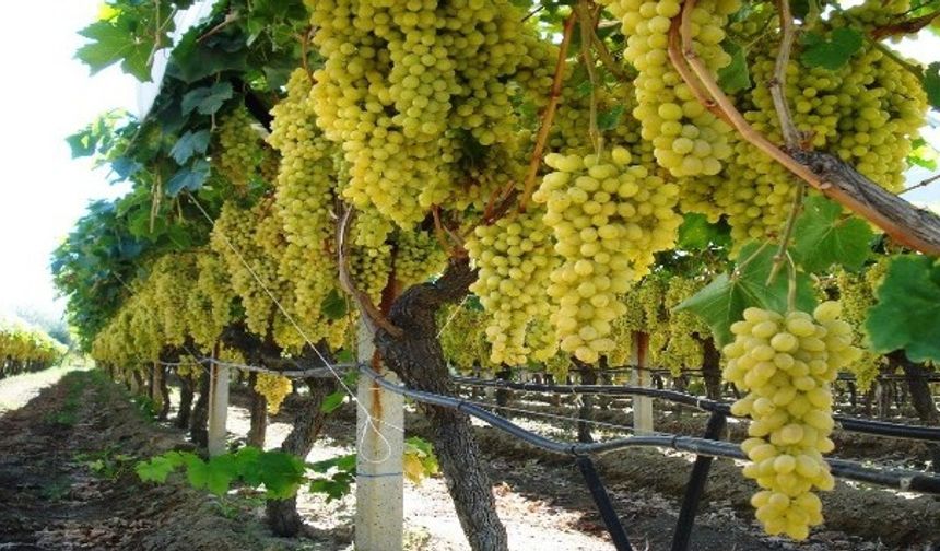 Sarıgöl bağlarında kışlık besleme dönemine başlandı