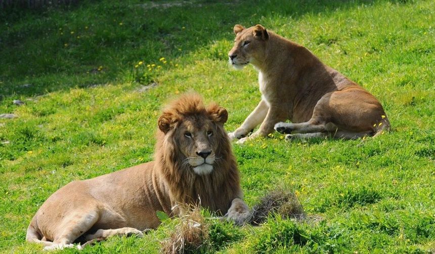 Manisalılar için rota: İzmir Doğal Yaşam Parkı!