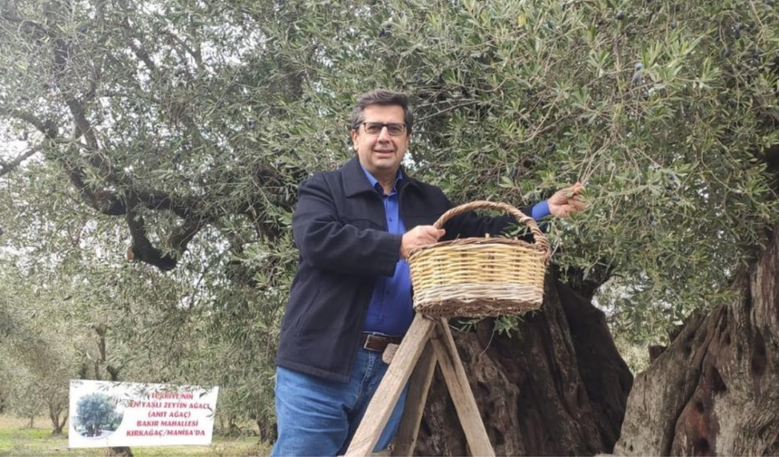 Kırkağaç’ta zeytin üreticileri Dünya Zeytin Ağacı Günü’nü buruk kutladı