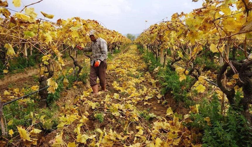 Sarıgöl'de budama işlemleri sürüyor