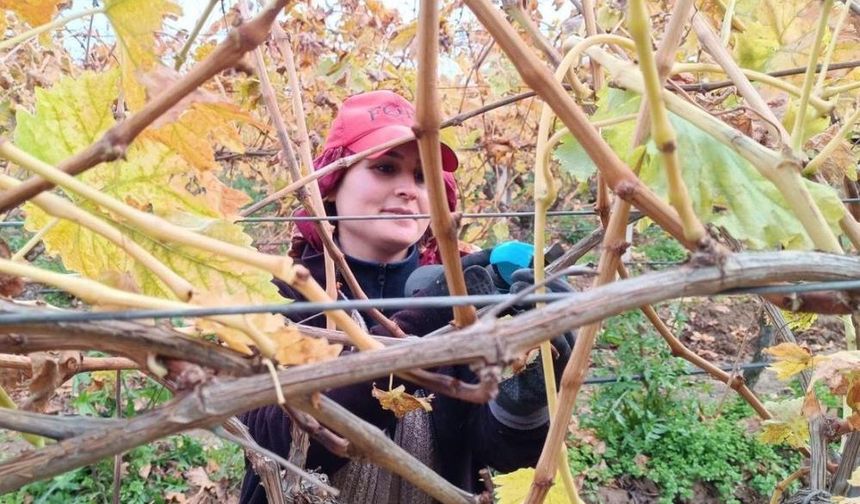 Budama yevmiyesi 1.500 lira olunca üretici makası eline aldı